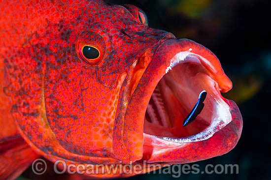 Wrasse cleaning inside fish mouth photo