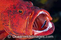 Wrasse cleaning inside fish mouth Photo - Gary Bell