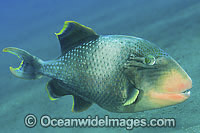 Yellow-margin Triggerfish Photo - Gary Bell