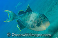 Triggerfish blowing sand in search for food Photo - Gary Bell