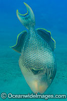 Yellow-margin Triggerfish Pseudobalistes flavimarginatus Photo - Gary Bell