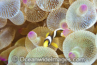 Clarks Anemonefish juvenile Photo - Gary Bell