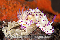Nudibranch laying egg ribbon Photo - Gary Bell