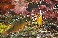 Shrimp cleaning Cardinalfish Photo - Gary Bell