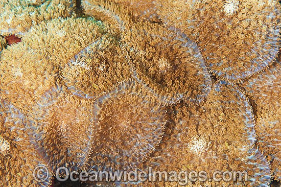 Corallimorphs photo