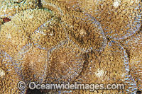 Corallimorphs Photo - Gary Bell