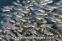Striped Catfish school Photo - Gary Bell