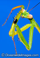 Praying Mantis Tenodera sp. Photo - Gary Bell