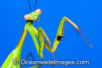 Praying Mantis Photo - Gary Bell