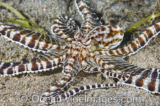 Mimic Octopus photo