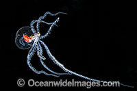 Paralarval Octopus Photo - Gary Bell