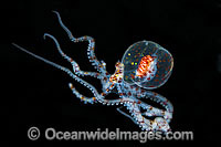 Paralarval Octopus Wunderpus Photo - Gary Bell