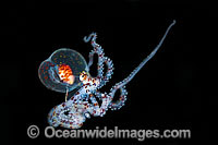 Paralarval Octopus Wunderpus or Abdopus Photo - Gary Bell