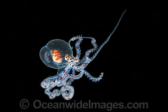Paralarval Octopus Abdopus photo