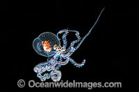 Paralarval Octopus Abdopus Photo - Gary Bell