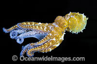 Day Octopus swimming Photo - Gary Bell