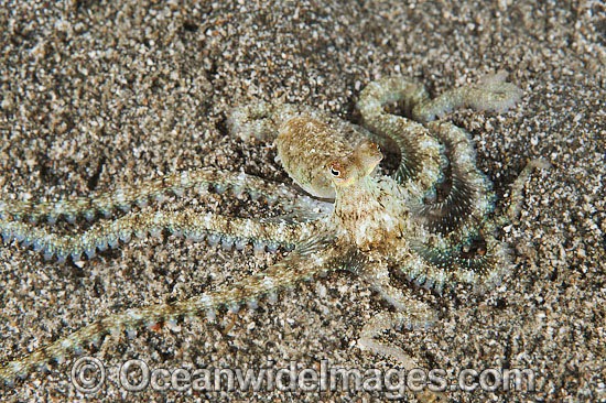 Veined Octopus juvenile photo