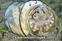 Veined Octopus hiding in glass jar Photo - Gary Bell