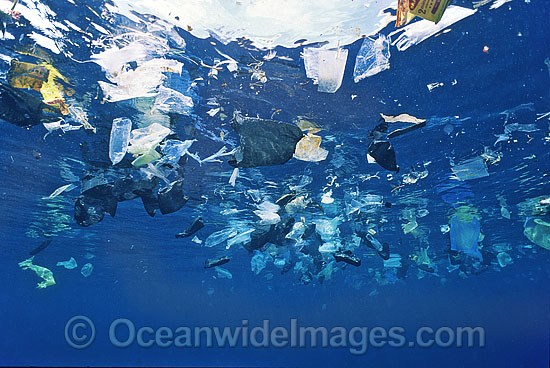 marine-pollution-plastic-bags-24M1910-08.jpg