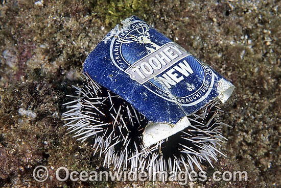 Marine Pollution on Sea Urchin photo