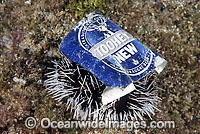 Marine Pollution on Sea Urchin Photo - Gary Bell
