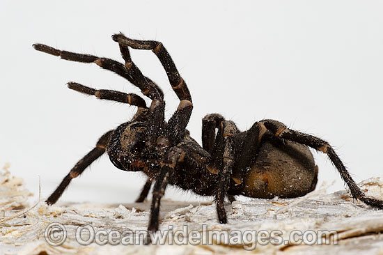 Burrowing Spider Xamiatus kia photo
