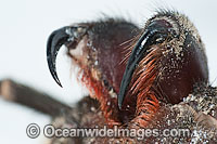 Burrowing Spider fangs Photo - Gary Bell