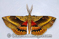 White-stemmed Wattle Moth Photo - Gary Bell