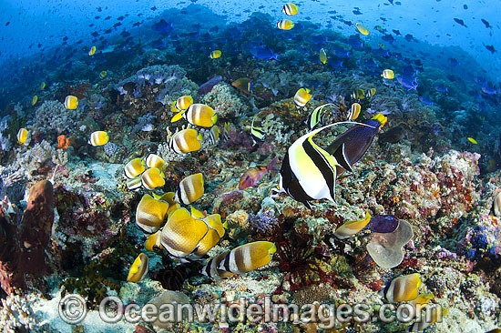 Fish and Coral Reef photo