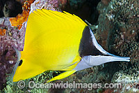 Long-nose Butterflyfish Forcipiger flavissimus Photo - Gary Bell