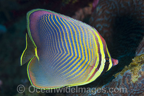Pacific Triangular Butterflyfish Chaetodon triangulum photo