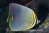 Pacific Triangular Butterflyfish Chaetodon triangulum Photo - Gary Bell