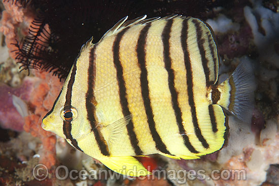 Eight-banded Butterflyfish Chaetodon octofasciatus photo