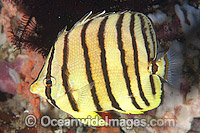 Eight-banded Butterflyfish Chaetodon octofasciatus Photo - Gary Bell