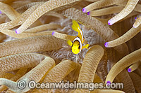 Clarks Anemonefish juvenile Photo - Gary Bell