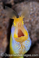 Blue Ribbon Eel Photo - Gary Bell