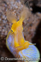 Yellow Blue Ribbon Eel Photo - Gary Bell
