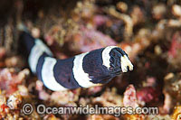 Half-banded Snake Eel Photo - Gary Bell