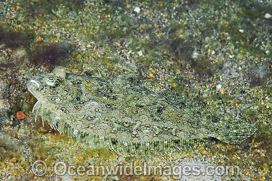 Leopard Flounder photo