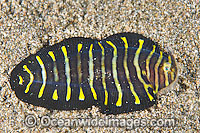 Juvenile Flatworm Mimic Sole Photo - Gary Bell