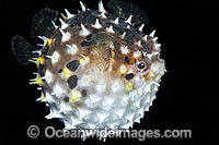 Rounded Porcupinefish inflated Photo - Gary Bell