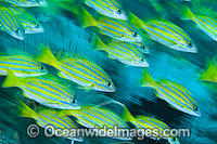 Schooling Snapper Great Barrier Reef Photo - Gary Bell