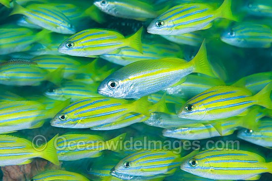 Schooling Blue-striped Snapper photo