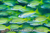 Schooling Blue-striped Snapper Photo - Gary Bell