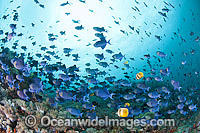 Schooling Blue Triggerfish Odonus niger Photo - Gary Bell