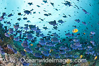 Schooling Blue Triggerfish Photo - Gary Bell