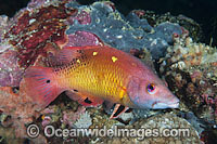 Pacific Diana's Wrasse Bodianus sp. Photo - Gary Bell