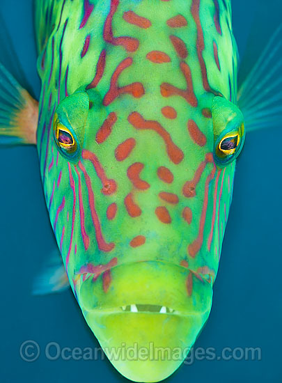 Cheek-lined Wrasse photo