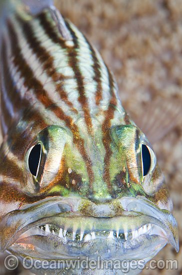 Cardinalfish with eggs in mouth photo