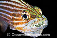 Male Cardinalfish with eggs in mouth Photo - Gary Bell